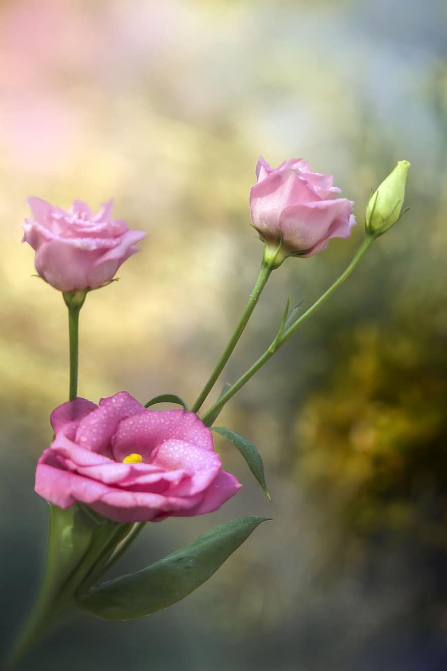 Тексас Блубел, цветя, растение, розови цветя, листенца, разцвет, флора, природа, близък план, боке, цвете