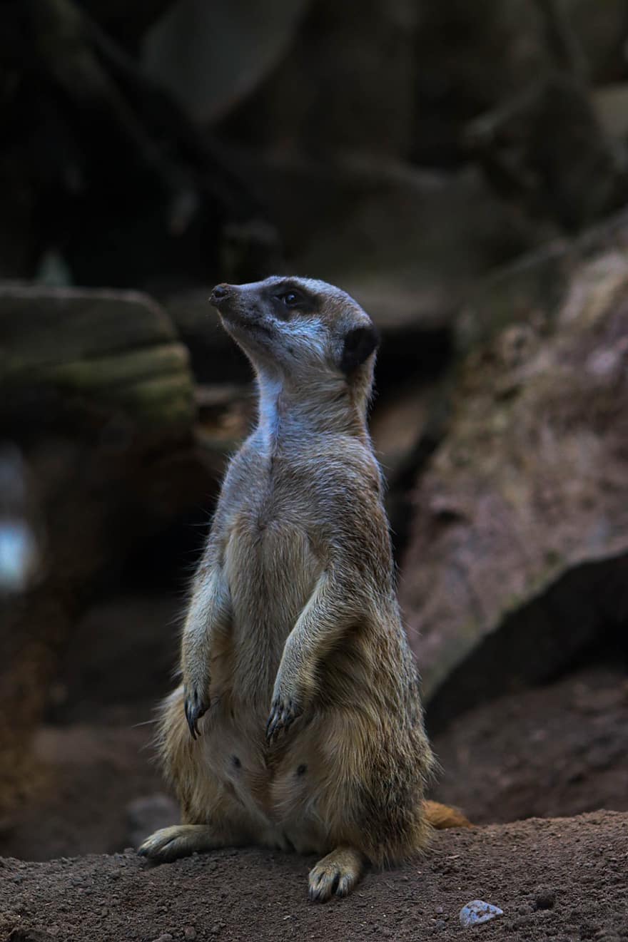 meerkat, θηλαστικό ζώο, ΖΩΟΛΟΓΙΚΟΣ ΚΗΠΟΣ, ζώο, πανίδα