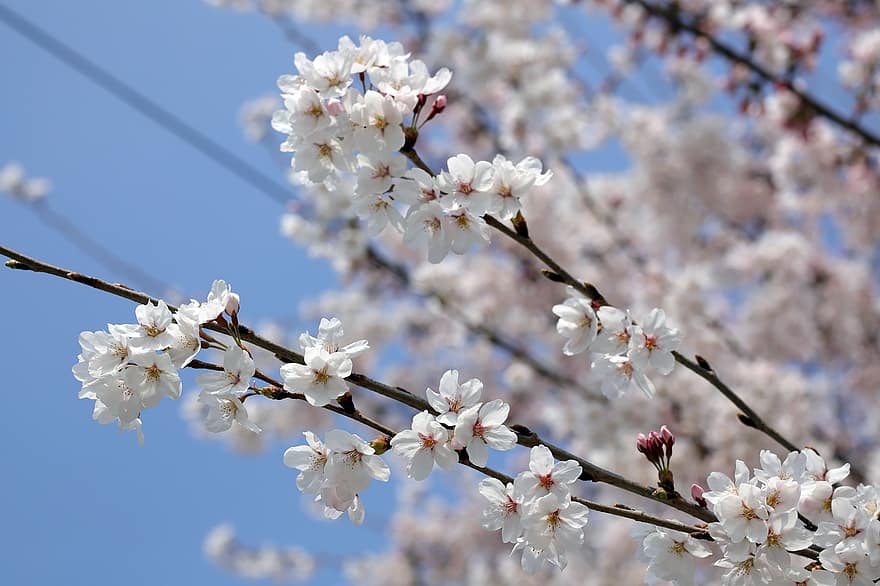 cseresznye virágok, Sakura, virágok, természet, bezár, tavaszi, tavasz, ág, virág, évszak, közelkép