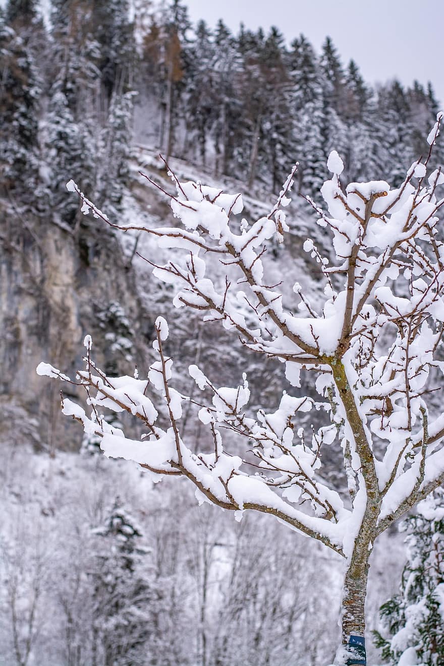 hivern, neu, arbres, naturalesa, nevat, gelades, gel, bosc, arbre, temporada, branca