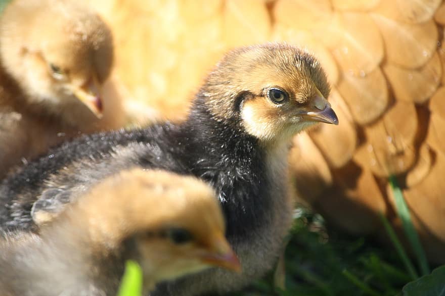 Chick, Chicken, Poultry, Animal, Bird, Young Chicken, Farm