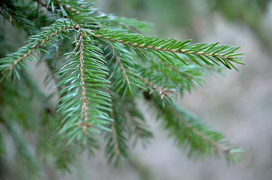 Pine, Nature, Macro, Tree, branch, close-up, coniferous tree, green color, pine tree, needle, plant part