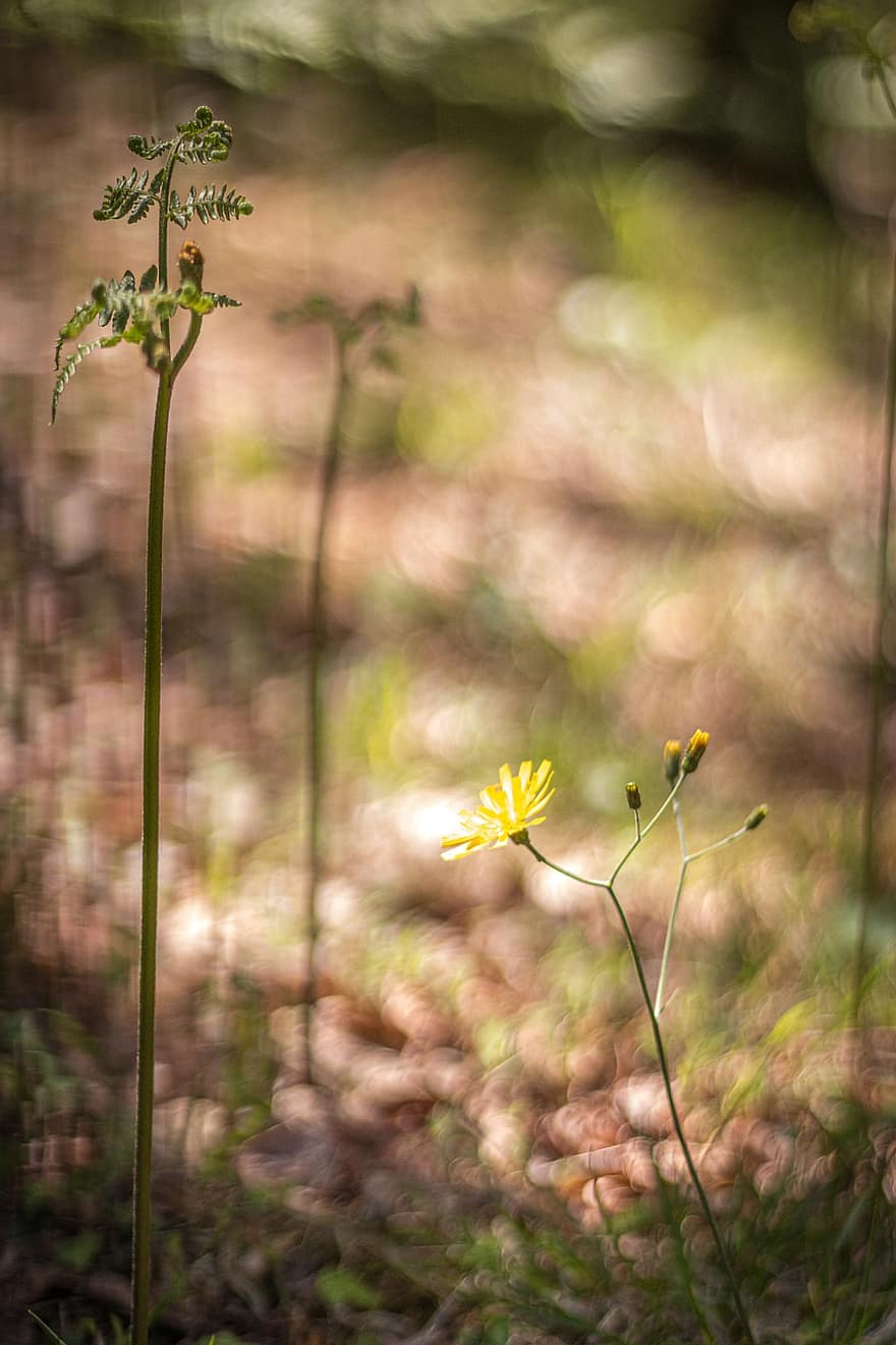 Flower, Plant, Meadow, Yellow Flower, Buds, Bloom, Leaves, Forest, Nature