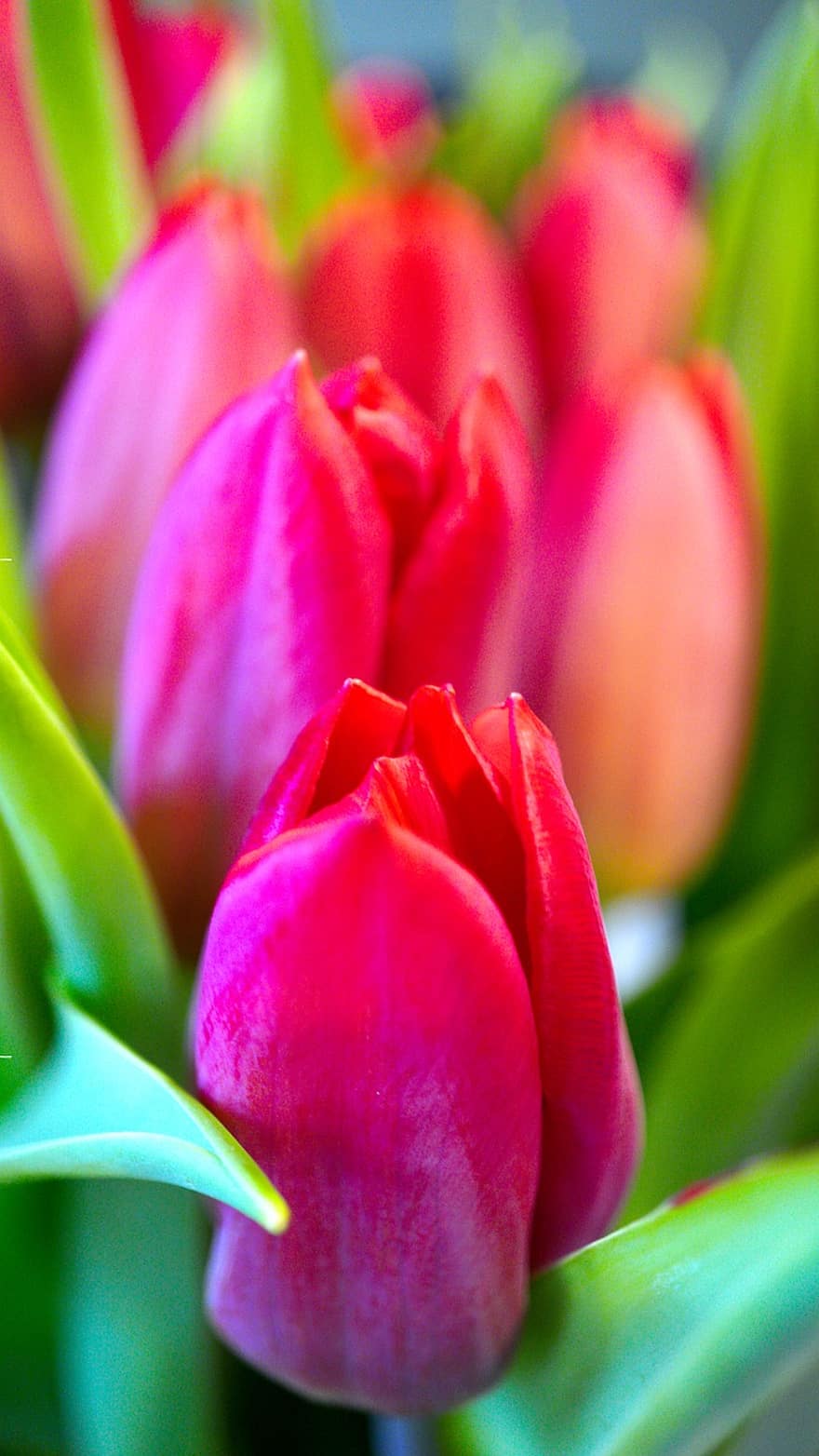las flores, tulipanes, flor, floración, flora