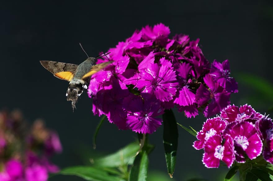 hoa cẩm chướng, những bông hoa, bướm đêm hawk chim ruồi, Hawk Moth, côn trùng, cánh, cây, mùa xuân, vườn, Thiên nhiên