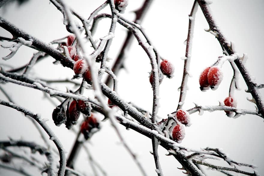 šípky, šípkové bobule, zimní, mráz, bobule, větev, detail, sezóna, strom, sníh, rostlina