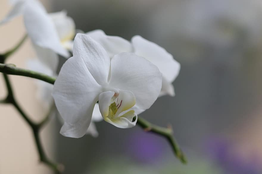orquídies, flor, planta, naturalesa, flor blanca, florir, pètals, primer pla, pètal, cap de flor, full