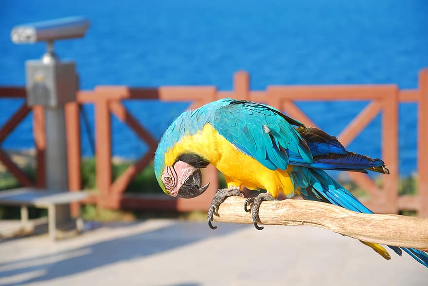 папагал, птица, син и жълт ара, ara ararauna, кацнал