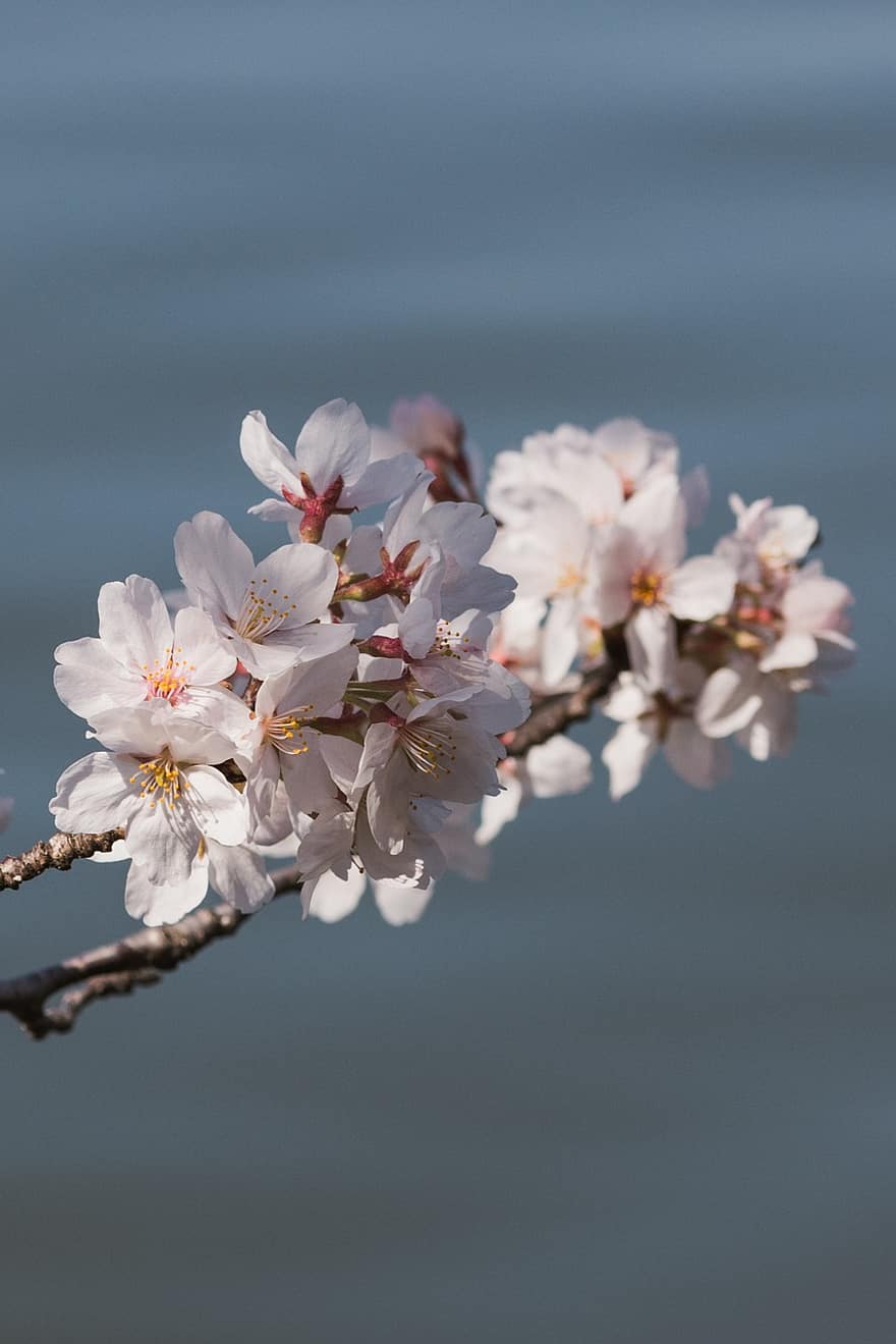 Flors de cirerer, flors, branca, sakura, primavera, flors de color rosa, flor, naturalesa, aigua, florir, primer pla