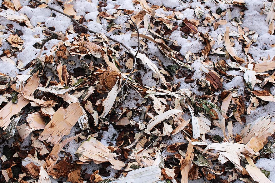 이파리, 잎, 바닥, 눈, 겨울