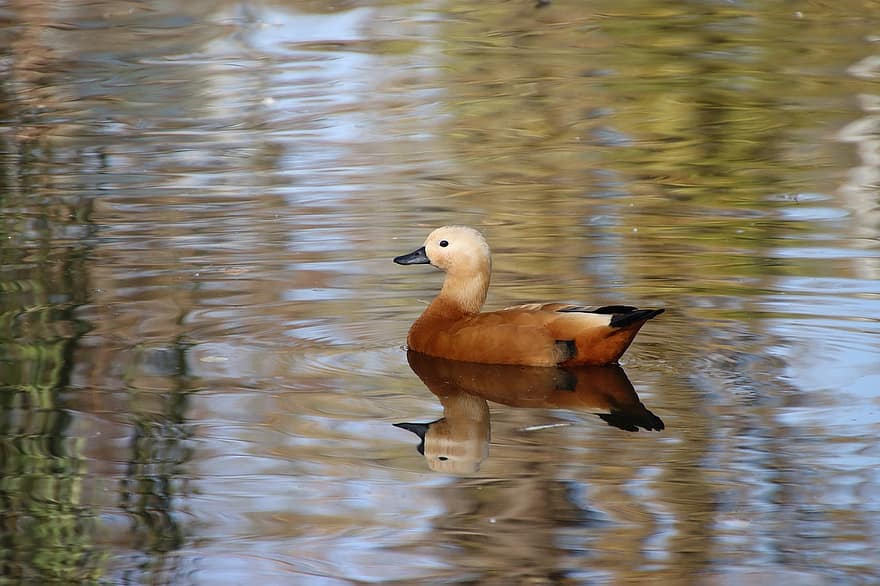 Ruddy Shelduck, Bird, Duck, Water Bird, Aquatic Bird, Beak, Feather, Plumage, Pond, Water, Reflection
