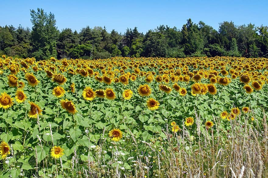 Flowers, Sunflowers, Field, Meadow, Summer, Blossoms, Bloom, Nature, Yellow, Bright