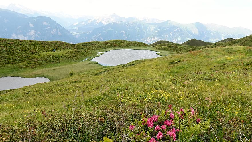 montanhas, rosas, alpino, verão, natureza, Bergsee, Grisões