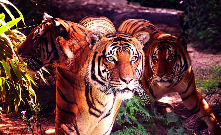 malajský tygr, Koláž kolekce, pruhovaný, volně žijících živočichů, kočka, divoké kočky, nebezpečný, ohrožené druhy, džungle, divočina, herman park zoo
