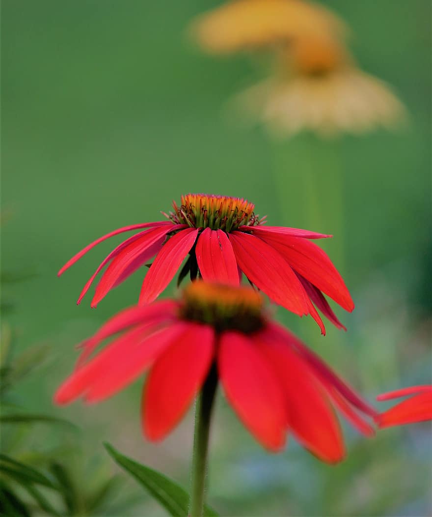Coneflowers, Red, Echinacea, Red Flowers, Red Petals, Petals, Bloom, Blossom, Pollen, Flora, Floriculture