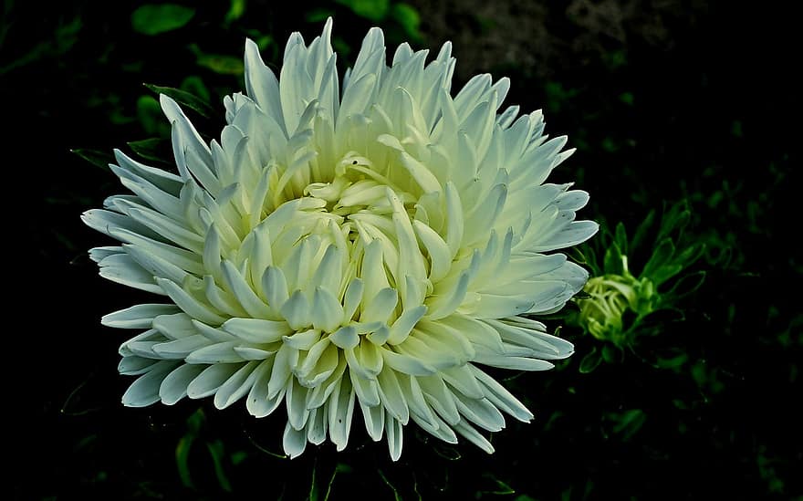 crizantemă, floare, floare albă, petale, albe de petale, grădină, a inflori, inflori, floră, plantă, natură