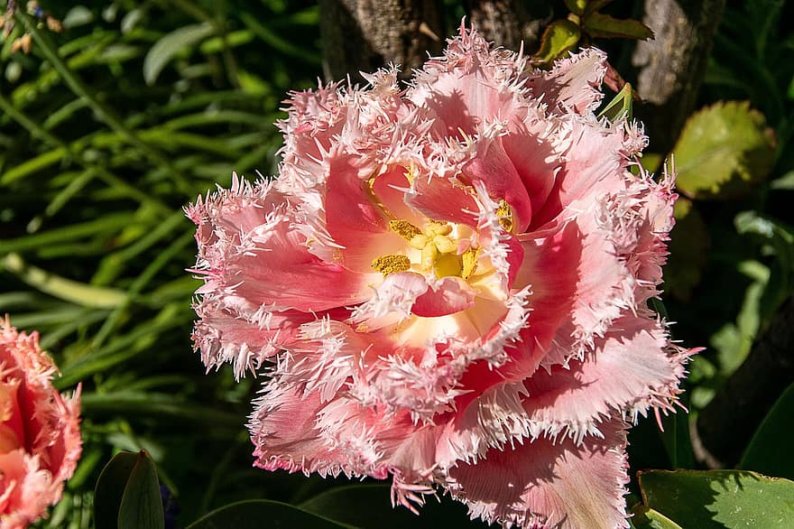 tulipano con frange, fiore rosa, fiore, giardino, natura, fiorire, fioritura, pianta, avvicinamento, foglia, testa di fiore