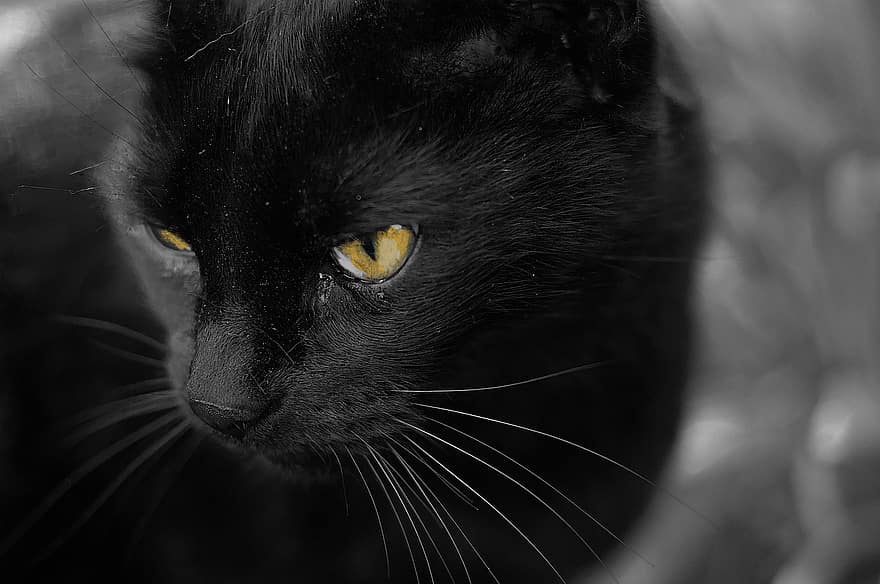 кошка, кошачий, млекопитающее, бакенбарды, черный, домашнее животное, котенок, животное, Mieze, глаза