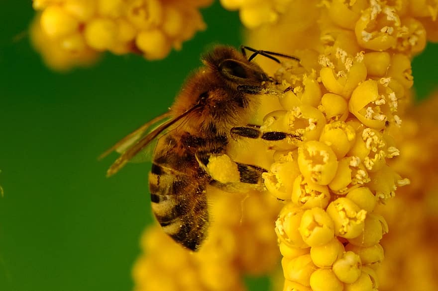 Blume, Biene, Pollen, Insekt, Sonnenblume, Bestäubung