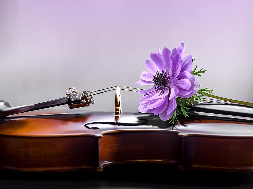 violino, clássico, orquestra, flor, Flor
