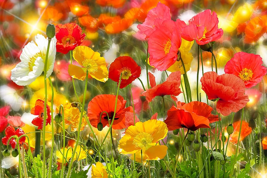 प्रकृति, बगीचा, गर्मी, फूल, पोस्ता, रंगीन, फुलवारी, पृष्ठभूमि, फूल का खिलना