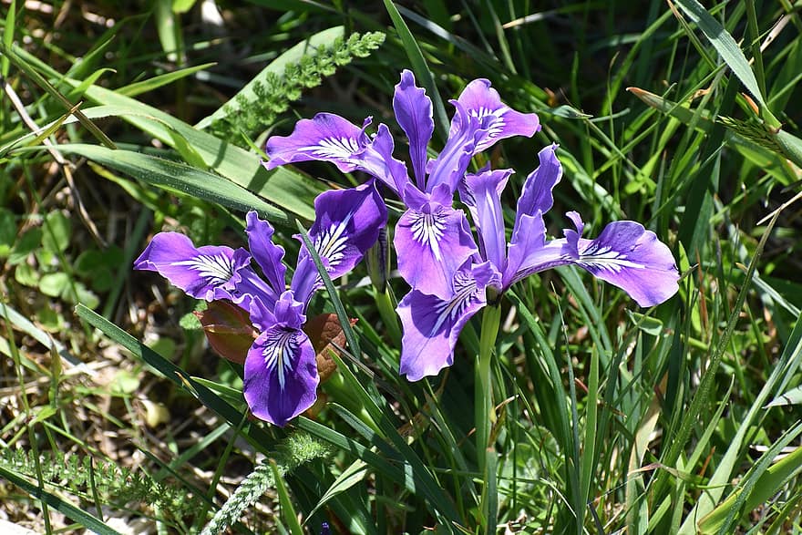 irises, फूल, नीले रंग की जलन, पंखुड़ियों, नीली पंखुड़ियाँ, फूल का खिलना, खिलना, घास, जंगली फूल, वनस्पति