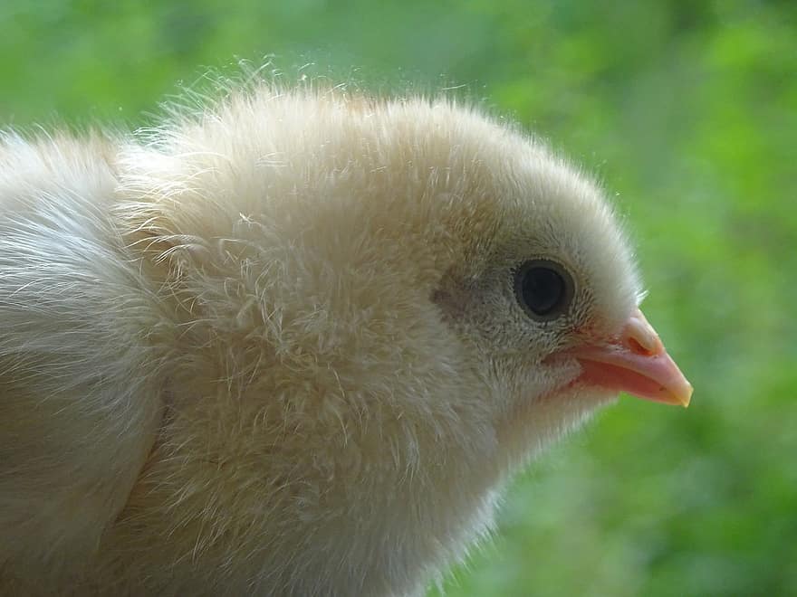 пиле, Малко Пиленце, птица, сладък, очи, клюн, пухкав, животно, животински свят, природа