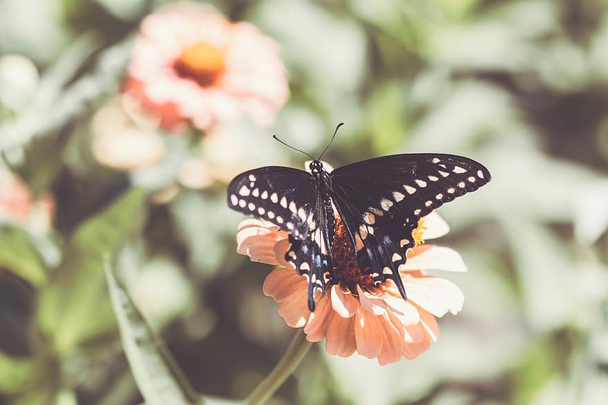 fluture, a închide, insectă, grădină, vară, detaliu, gândac, aripi, natură, colorat, sălbatic