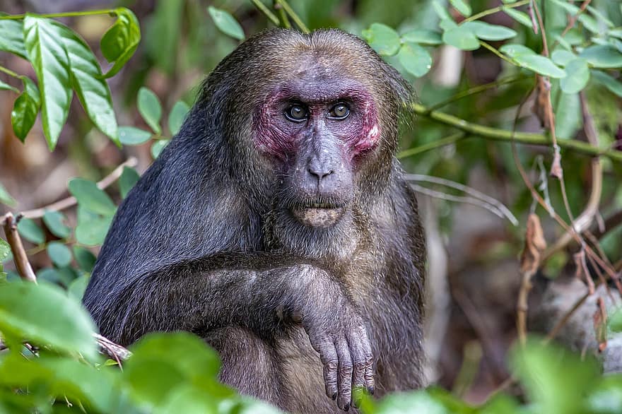 Stump-tailed Macaque, Macaque, Animal, Macaca Arctoides, Bear Macaque, Monkey, Mammal, Wildlife, Primate, Tree, Sitting