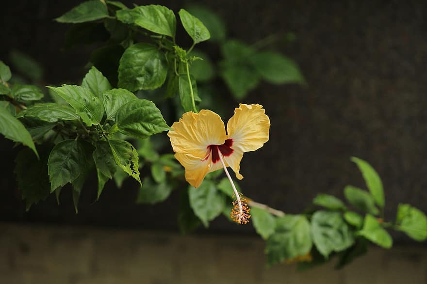 ibišek, žlutý ibišek, květ, žlutý květ, zahrada, listy, okvětní lístky, rostlina, flóra
