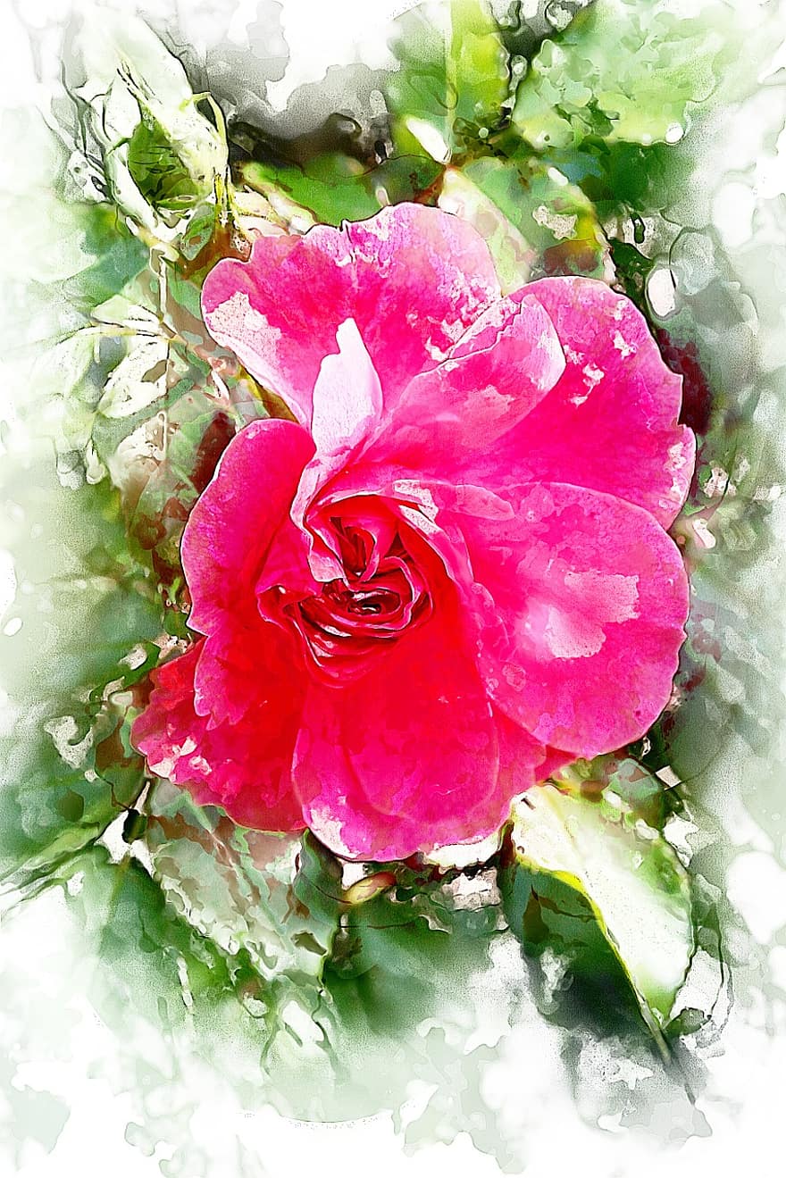 kwiat, Róża, roślina, czerwona róża