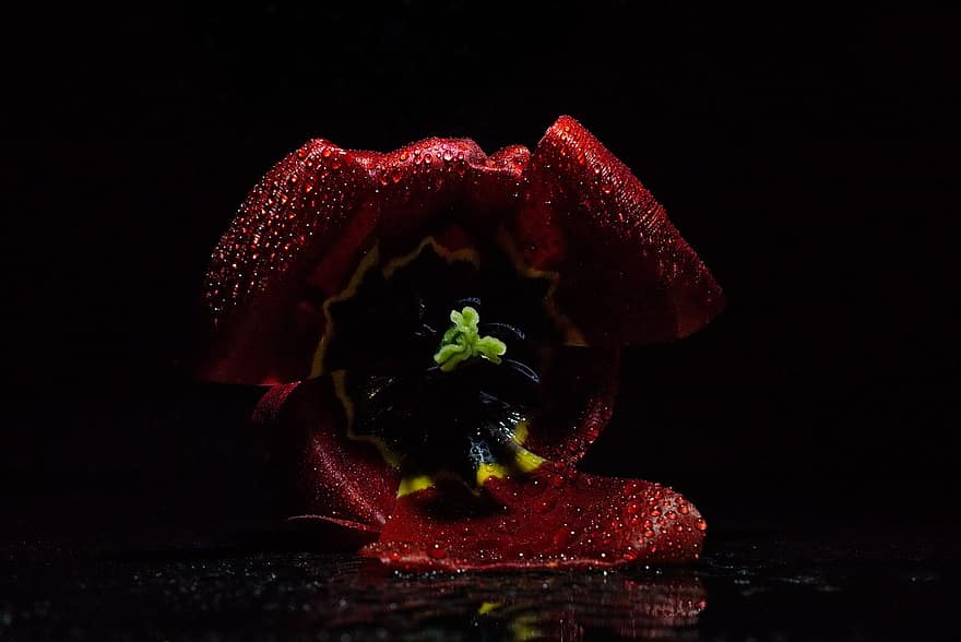 tulipán, temný, světlo, kapka vody, opar, zblízka, bodové světlo, studio, okvětní lístky, květ, Příroda