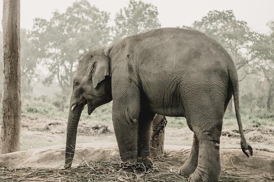 olifant, dier, feeding, dieren in het wild, geketend, dikhuidige, zoogdier, park, natuur, safari, chitwan