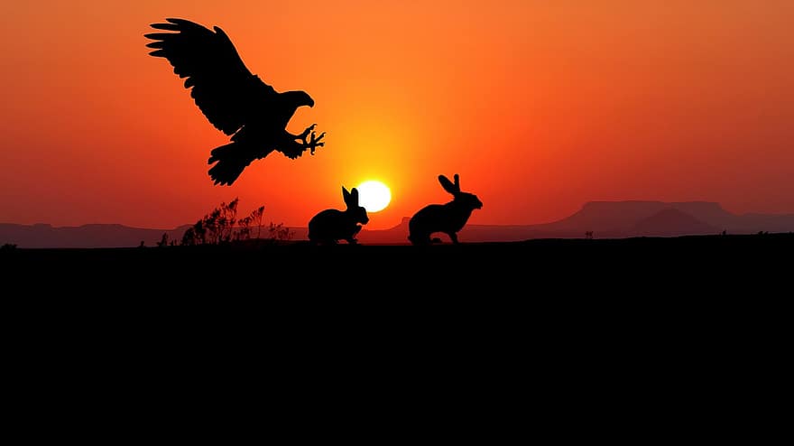 захід сонця, орел, кролики, силует, сонце, небо, природи, птах