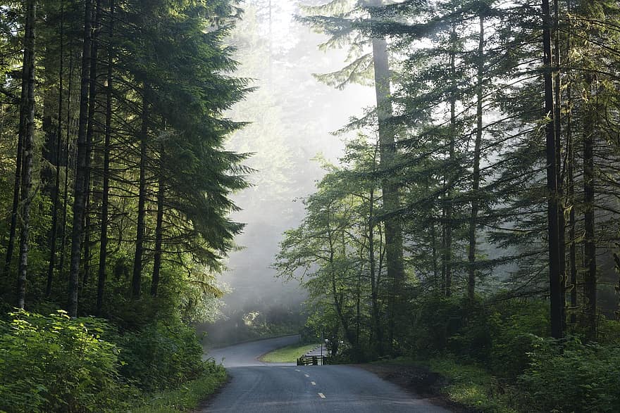 camino, la carretera, arboles, niebla, California del norte, Parque Nacional y Estatal Redwood, Estados Unidos, paisaje, naturaleza, bosque, de madera
