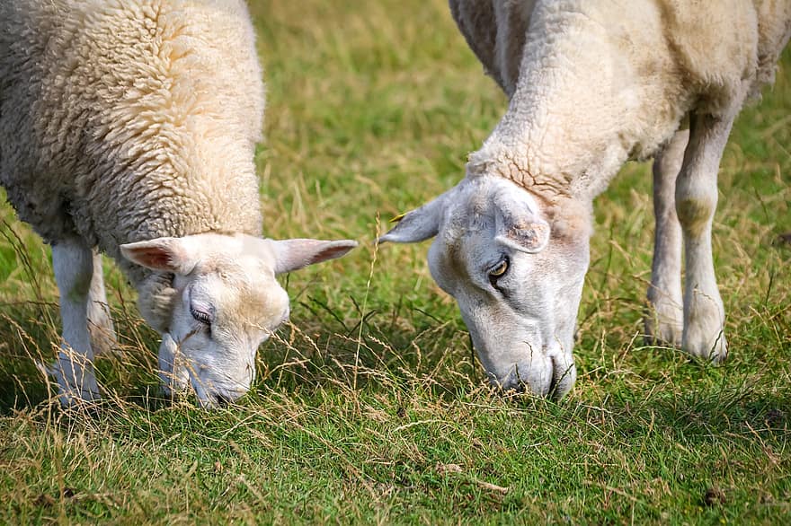 những con cừu, động vật, động vật có vú, hàng tồn kho, cừu nhà, động vật nhai lại, móng guốc, phong cảnh, Thiên nhiên, cỏ, đồng cỏ