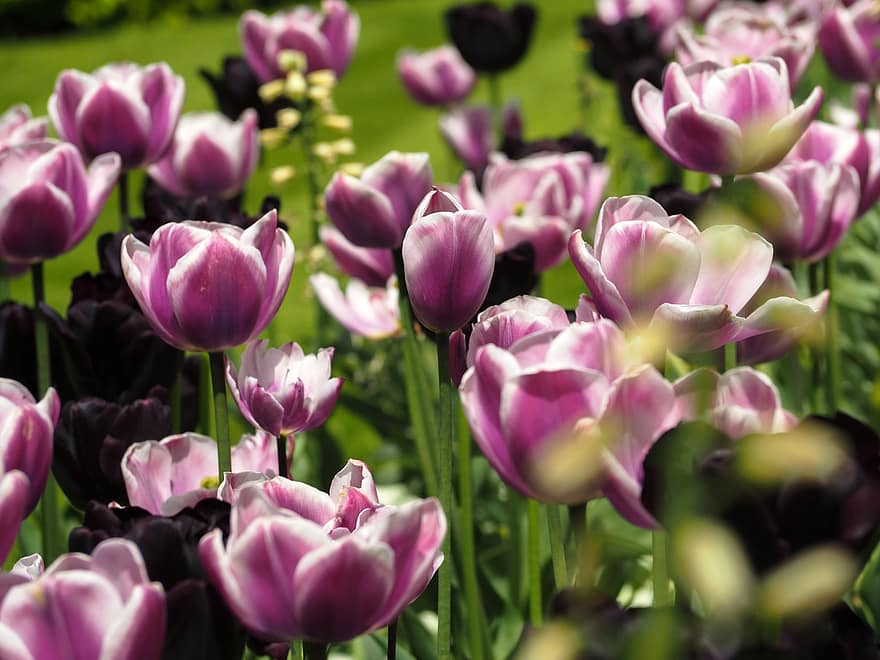 tulipan, kwiat, Natura, kwiaty, ogród, flora, tulipany, kolor, różowy, rośliny, szczegółowy
