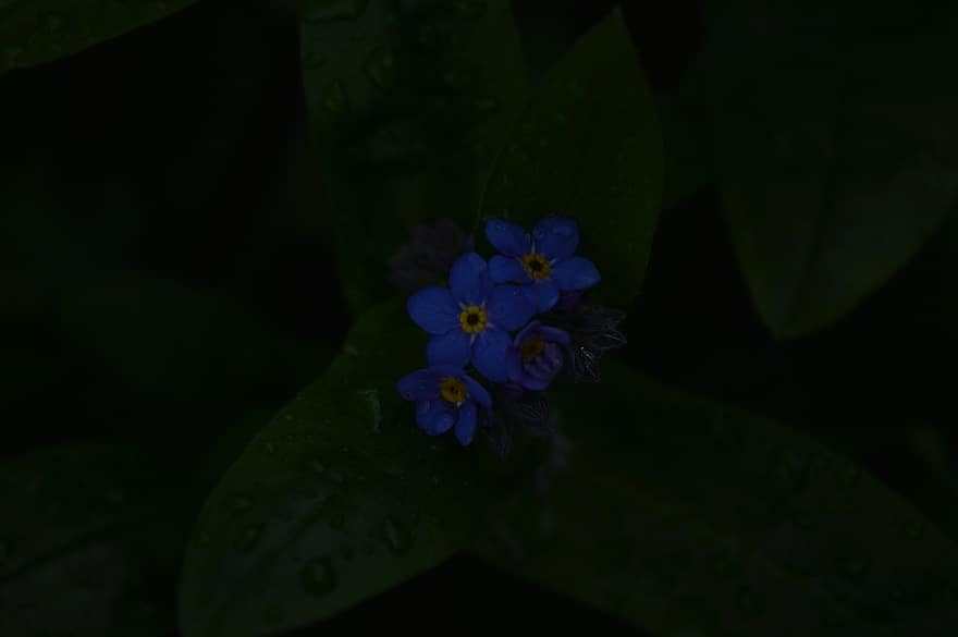 μην με ξεχάσεις, λουλούδια, σταγόνες βροχής, μπλε λουλούδια, ανθίζω, σταγόνες νερού, δροσιά, φυτό, φύλλα, φύλλο, γκρο πλαν