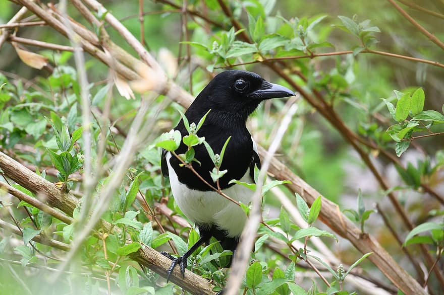 Magpie, Bird, Branch, Animal, Nature, Feathers, Plumage, Forest