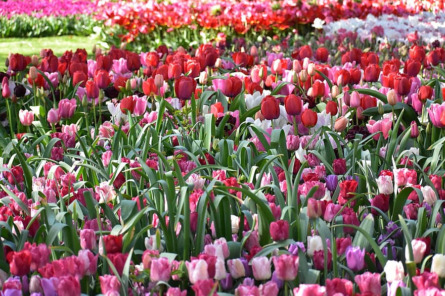 tulipaner, blomster, felt, natur, hage, parkere, blomst, planter, landskap, amsterdam, Keukenhof