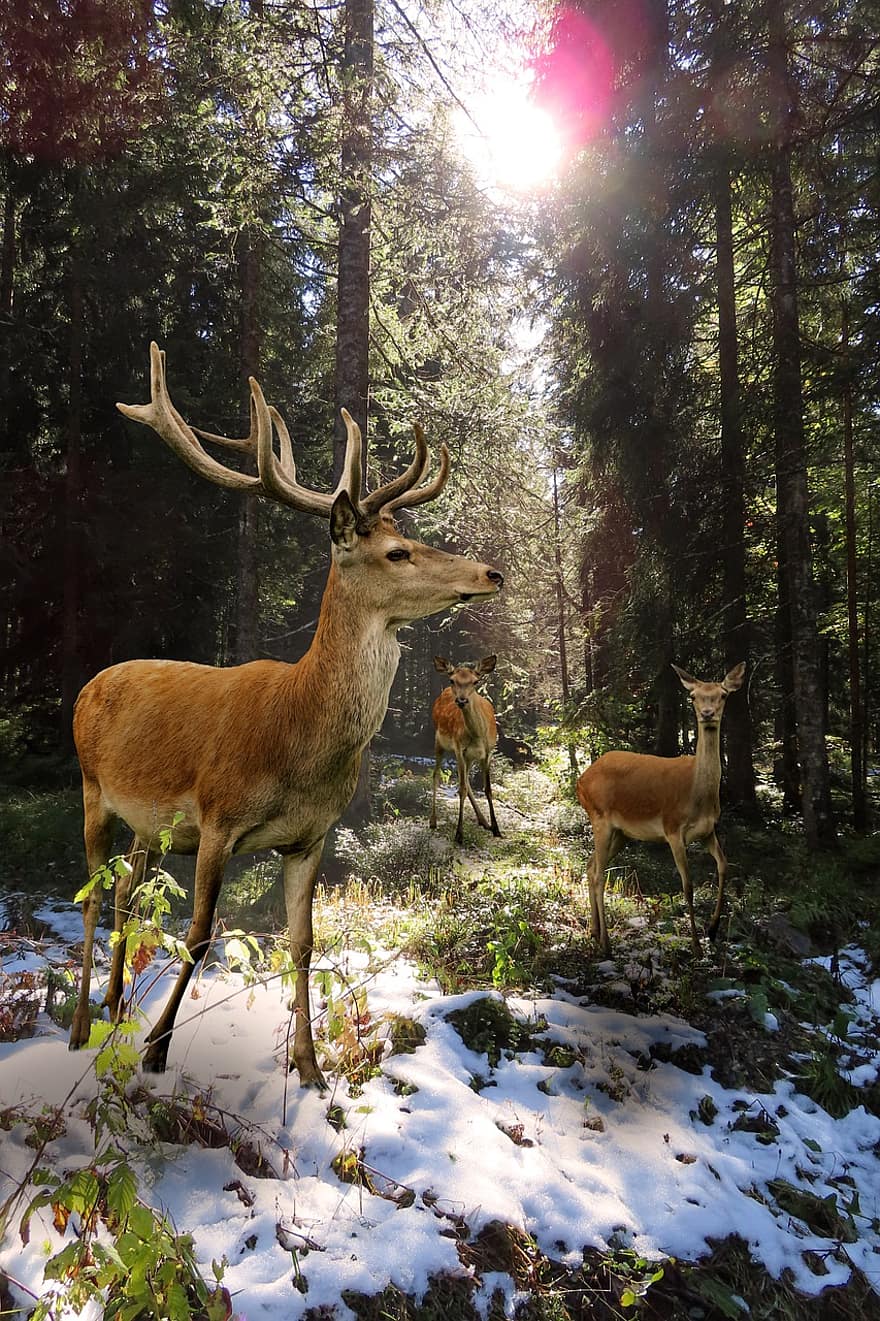 Deer, Red Deer, Herd, Antler, Forest, Wildlife