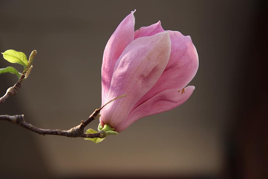 magnolia, bloem, tak, bloemblaadjes, paarse bloem, magnolia bloem, lente bloem, bloeien, bloesem, bloeiend, flora