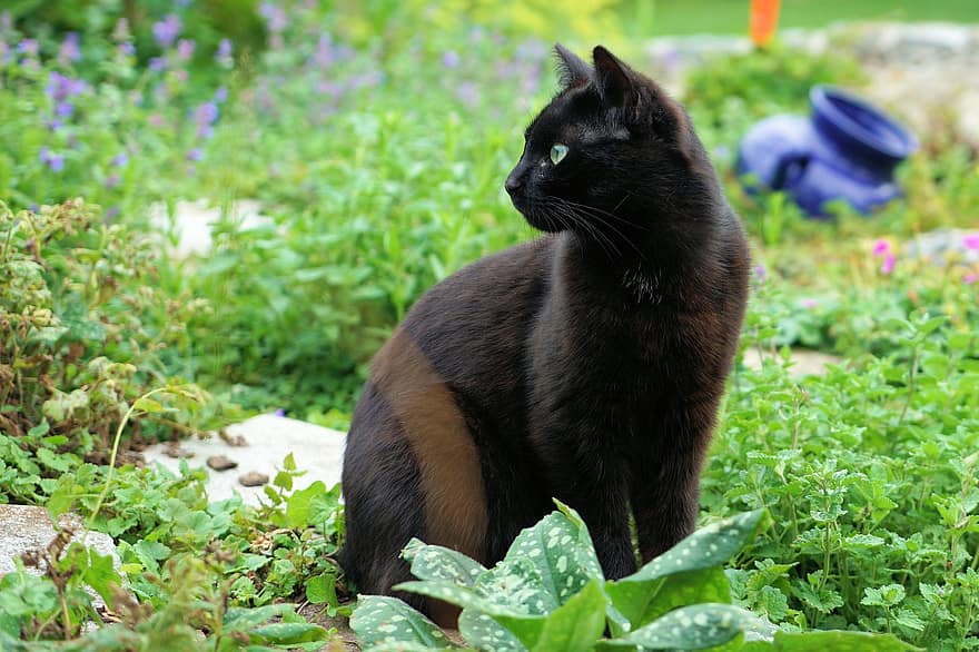 chat, noir, animal de compagnie, chat domestique, chaton, yeux de chat, la nature, jardin, animal, tête de chat