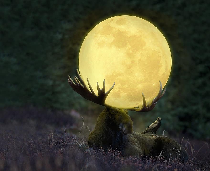 alce, lua, Raven, noite, iluminação, sombra, lua grande, floresta, floresta da noite, photoshop
