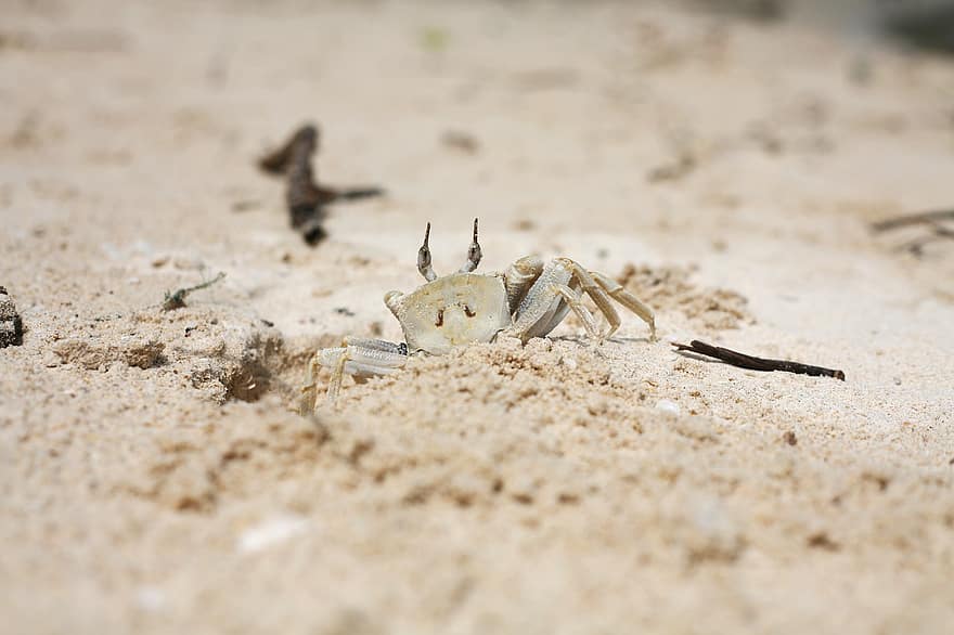 krabbe, sand, Strand, kyst, krepsdyr, dyr, shore, strandlinjen, con son island, Taper Island, Hòn Bảy Cạnh
