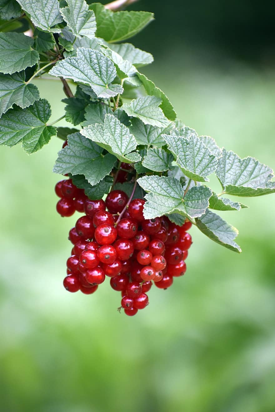 Currants, Unripe Currant, Gooseberry Greenhouse, Bush, Immature, Berries, Currant, Ribes Rubrum, Soft Fruit, Summer Fruit, Vegetable Garden