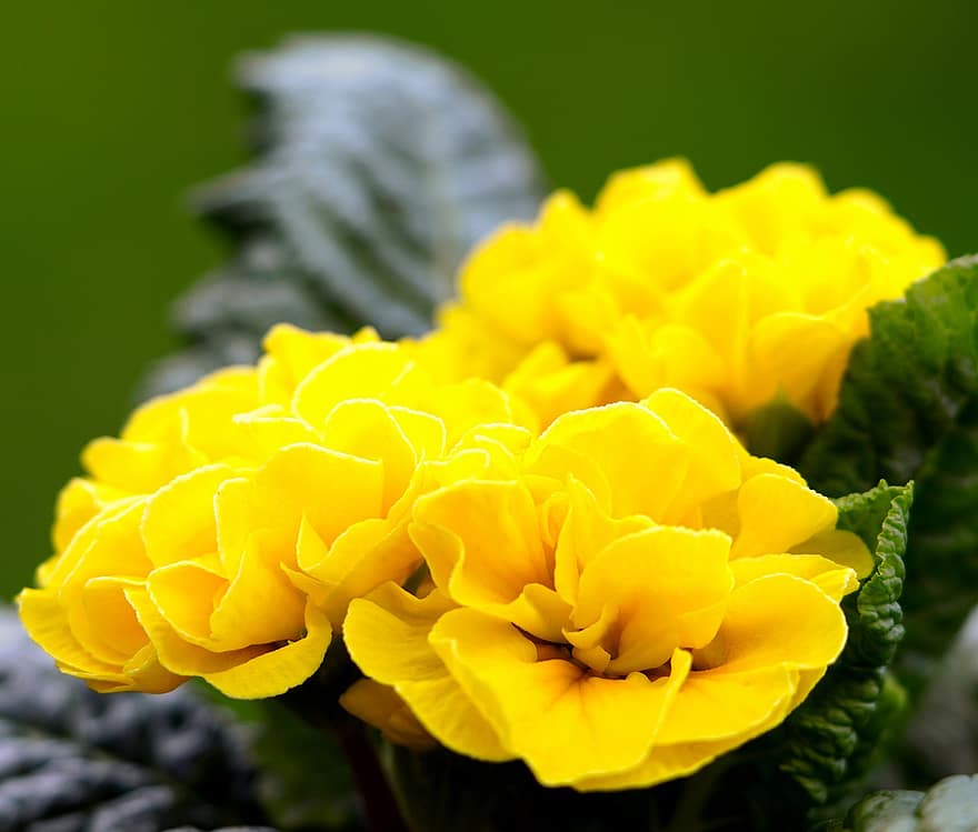 พริมโรส, ดอกไม้, ดอกสีเหลือง, กลีบดอก, กลีบดอกสีเหลือง, ดอก, เบ่งบาน, ฤดูใบไม้ผลิ, พฤกษา, พืช, ธรรมชาติ