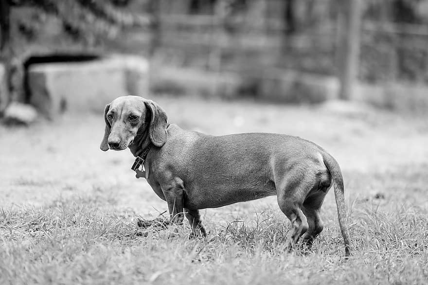 Dog, Puppy, Dachshund, Pet, Domestic, Playful, Badger, pets, purebred dog, cute, small
