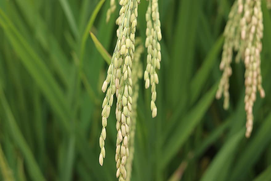 Rice, Agriculture, Farm, Grains, Crop, Plant, Natural, Cereals, Wheat, Food, Organic