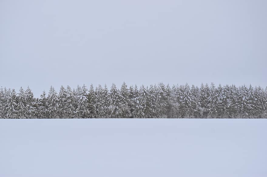 сняг, иглолистни дървета, гора, пейзаж, природа, зима, неприветлив, студ, снежен пейзаж, скреж, зимна гора